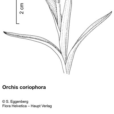 Orchis coriophora L., 2 December 2022, © 2022, Stefan Eggenberg – Flora Vegetativa - Haupt Verlag