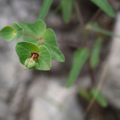 Euphorbia variabilis Ces., © 2022, Philippe Juillerat – Cusino