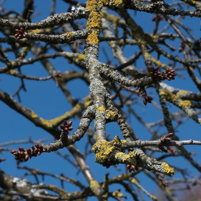 Prunus avium L., 9 March 2016, © Copyright Françoise Alsaker – Rosaceae