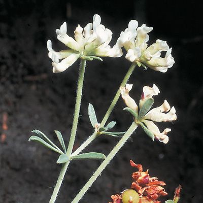 Dorycnium germanicum (Gremli) Rikli, © 2022, Konrad Lauber – Flora Helvetica – Haupt Verlag