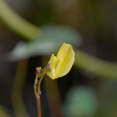 Utricularia minor L., © 2022, Philippe Juillerat