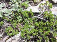 4/4 - © 2013, Patrice Prunier – IV.1.2.1.2 - Salicetum retuso-reticulatae, Furg Zermatt CH-Vs