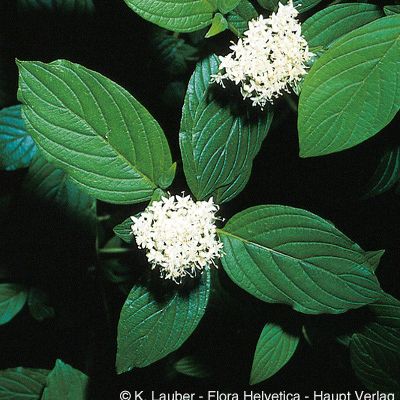 Cornus sericea L., © 2022, Konrad Lauber – Flora Helvetica – Haupt Verlag