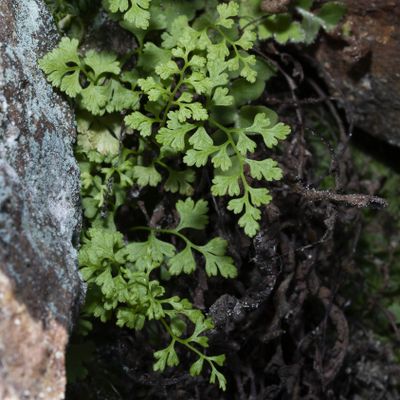 Anogramma leptophylla (L.) Link, 28 March 2019, © Copyright Françoise Alsaker