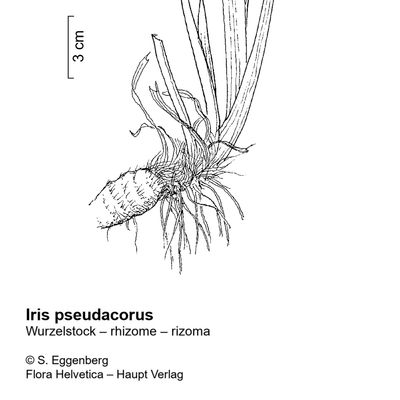 Iris pseudacorus L., 10 November 2022, © 2022, Stefan Eggenberg – Flora Vegetativa - Haupt Verlag