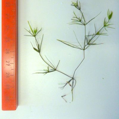 Chara virgata Kütz., © 2022, D. Auderset Joye – Chara virgata est une plante de petite taille (5 à 15 cm), vert sombre, à l’aspect dépouillé et assez grêle.