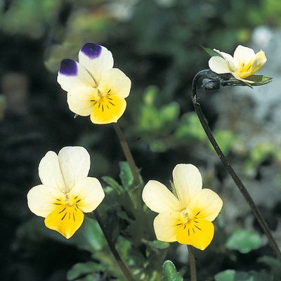 Viola arvensis Murray, © 2022, Konrad Lauber – Flora Helvetica – Haupt Verlag