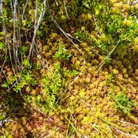 6/22 - © Copyright 2022 Patrice Prunier – VI.2.1.2.1 - Empetro hermaphroditi-Sphagnetum fusci, Simplonpass CH-VS