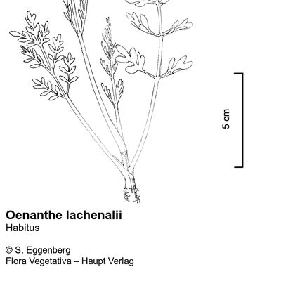 Oenanthe lachenalii C. C. Gmel., © 2022, Stefan Eggenberg – Flora Vegetativa © Haupt Verlag