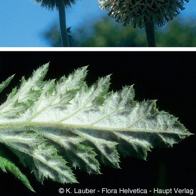 Echinops exaltatus Schrad., © 2022, Konrad Lauber – Flora Helvetica – Haupt Verlag