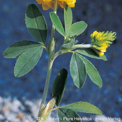 Trifolium aureum Pollich, © 2022, Konrad Lauber – Flora Helvetica – Haupt Verlag