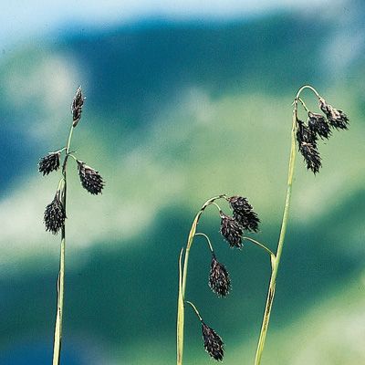 Carex atrofusca Schkuhr, © 2022, Konrad Lauber – Flora Helvetica – Haupt Verlag
