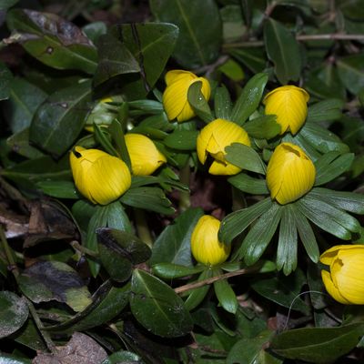 Eranthis hyemalis (L.) Salisb., 21 February 2017, © Copyright Françoise Alsaker – Ranunculaceae
