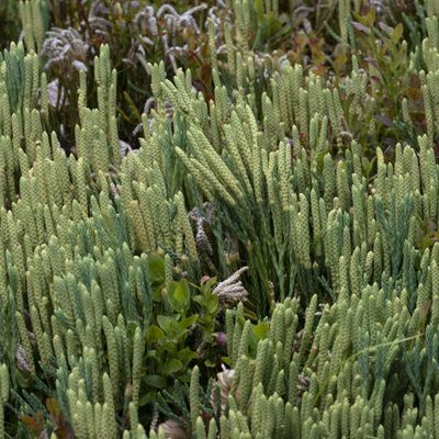 Diphasiastrum ×oellgaardii Stoor & al., 30 July 2019, © Copyright Françoise Alsaker