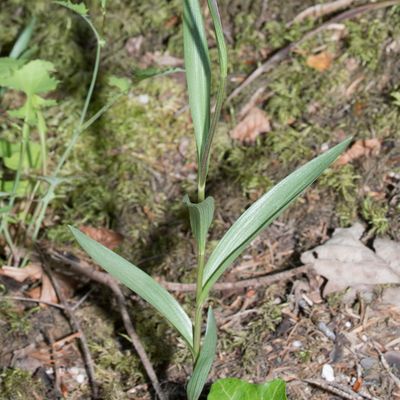 Cephalanthera rubra (L.) Rich., 29 March 2022, © Copyright Françoise Alsaker – Orchideaceae