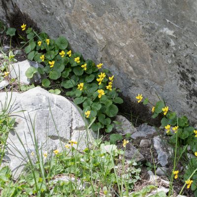 Viola biflora L., 28 June 2018, © Copyright Françoise Alsaker – Violaceae