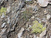 3/4 - © 2013, Patrice Prunier – III.3.1.2.3 - Herniarietum alpinae, Oberrothorn Zermatt CH-Vs