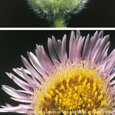 Erigeron neglectus A. Kern., © 2022, Konrad Lauber – Flora Helvetica – Haupt Verlag