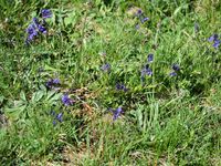 4/13 - © Copyright 2018 Patrice Prunier – IV.3.3.2.2 - Croco albiflori-Genistetum sagittalis, Vovray en Bornes F-74