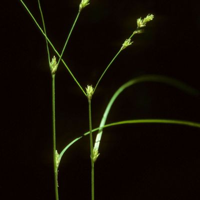 Carex remota L., © Copyright Christophe Bornand