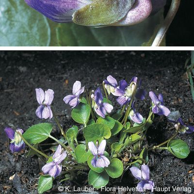 Viola pyrenaica DC., © 2022, Konrad Lauber – Flora Helvetica – Haupt Verlag