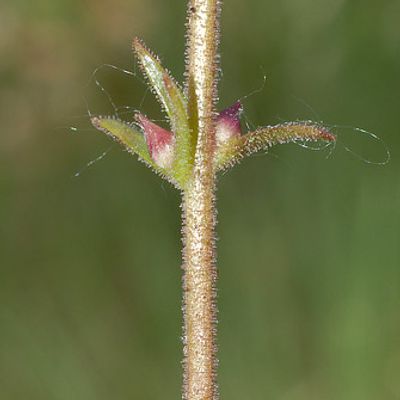 Saxifraga bulbifera L., © 2008, Beat Bäumler – Follatères (VS)