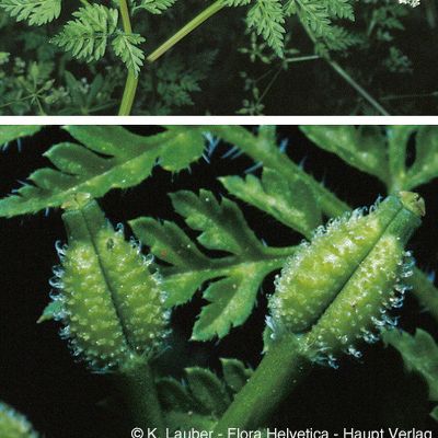 Anthriscus caucalis M. Bieb., © 2022, Konrad Lauber – Flora Helvetica – Haupt Verlag