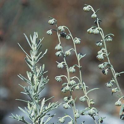 Artemisia pontica L., © 2022, Konrad Lauber – Flora Helvetica – Haupt Verlag