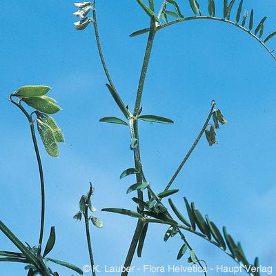Vicia hirsuta (L.) Gray, © 2022, Konrad Lauber – Flora Helvetica – Haupt Verlag