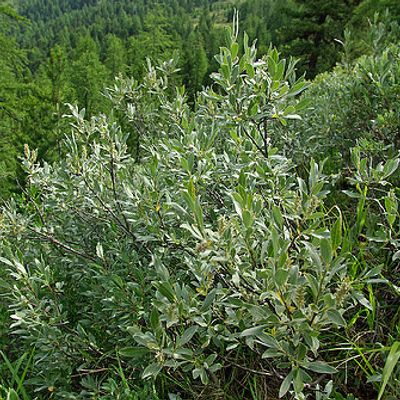 Salix glaucosericea Flod., © 2008, Brigitte Wolf (www.biotextbild.ch) – Zermatt (VS)