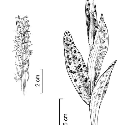 Dactylorhiza majalis (Rchb.) P. F. Hunt & Summerh., 2 December 2022, © 2022, Stefan Eggenberg – Flora Vegetativa - Haupt Verlag