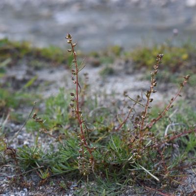 Artemisia borealis Pall., © 2022, Philippe Juillerat – Zwischbergental