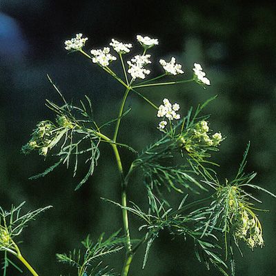 Chaerophyllum bulbosum L., © 2022, Konrad Lauber – Flora Helvetica – Haupt Verlag