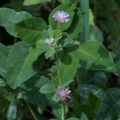 Trifolium resupinatum L., 25 June 2017, Françoise Alsaker – Fabaceae