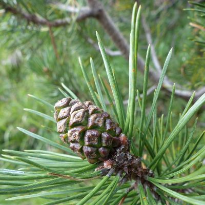 Pinus mugo Turra subsp. mugo, 29 July 2015, © 2015, R. & P. Bolliger – Tschierv (GR)