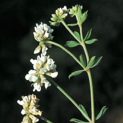Dorycnium herbaceum Vill., © 2022, Konrad Lauber – Flora Helvetica – Haupt Verlag