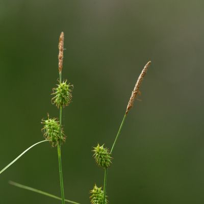 Carex lepidocarpa Tausch, © Copyright Christophe Bornand