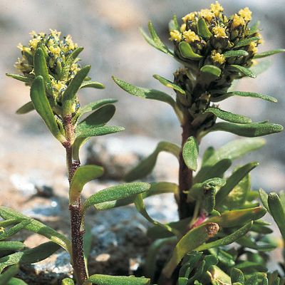 Artemisia nivalis Braun-Blanq., © 2022, Konrad Lauber – Flora Helvetica – Haupt Verlag