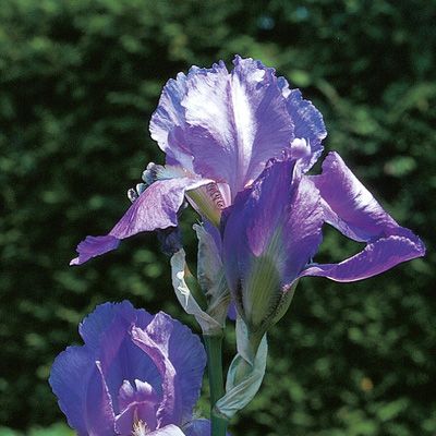 Iris ×germanica L., © 2022, Konrad Lauber – Flora Helvetica – Haupt Verlag