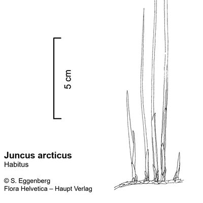 Juncus arcticus Willd., © 2022, Stefan Eggenberg – Flora Vegetativa - Haupt Verlag