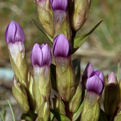 Gentiana campestris L. subsp. campestris, © 2022, Hugh Knott – Zermatt