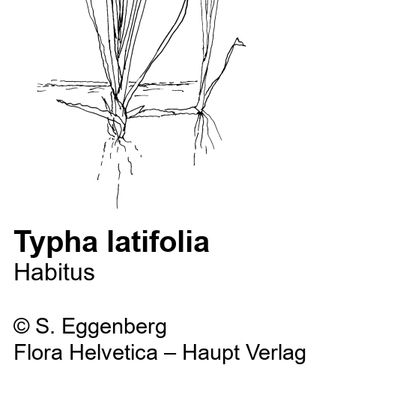 Typha latifolia L., 25 January 2022, © 2022, Stefan Eggenberg – Flora Helvetica – Haupt Verlag