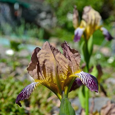 Iris ×germanica L., © 2012, Karsten Rohweder