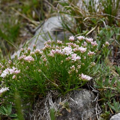 Asperula neilreichii Beck, © 2022, Philippe Juillerat – Roggenflue