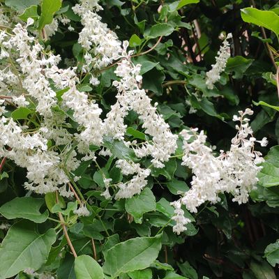 Fallopia aubertii (L. Henry) Holub, © Copyright Christophe Bornand