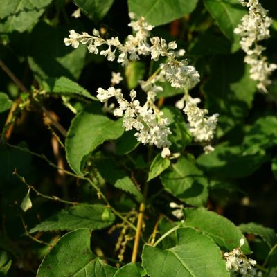 Fallopia aubertii (L. Henry) Holub, © Copyright Christophe Bornand