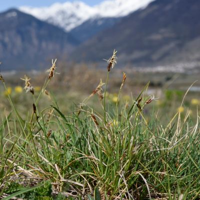 Carex supina Wahlenb., © 2022, Philippe Juillerat – Saxon, Le Carvin