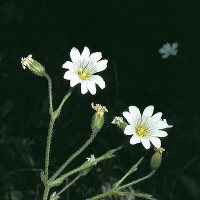 Cerastium austroalpinum Kunz, © 2022, Konrad Lauber – Flora Helvetica – Haupt Verlag
