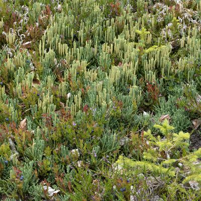 Diphasiastrum ×oellgaardii Stoor & al., 30 July 2019, © Copyright Françoise Alsaker
