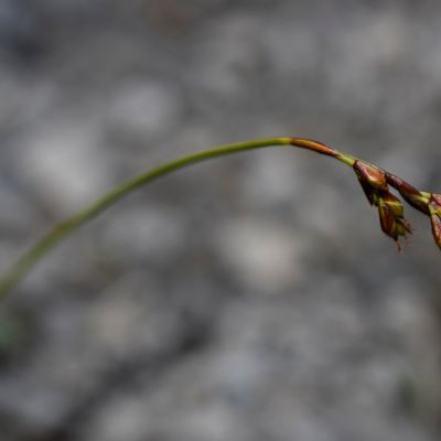 Carex ornithopodioides Hausm., © 2022, Philippe Juillerat – Val Mora, Plazzetta